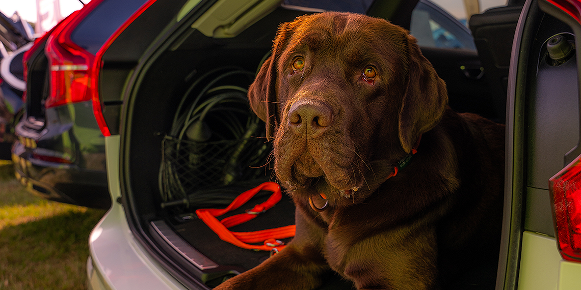 A lovely dog on one of Volvo Cars Poole vehicles on show