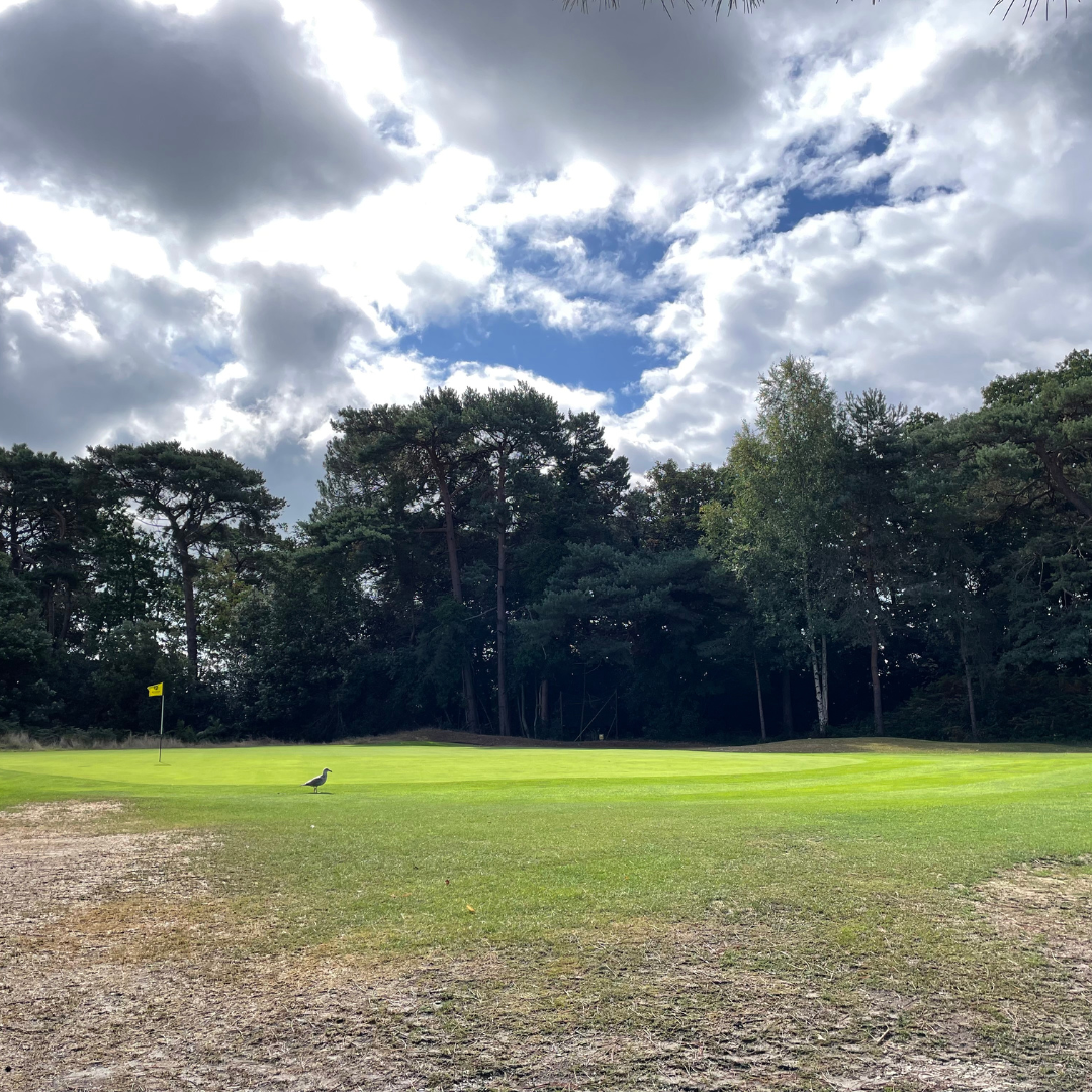 Meyrick Park and Volvo Cars Poole Drive Partnership Forward with Exciting Events and Displays